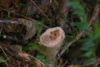 abgeschnitten, unten ca. 5 cm dick (leider unscharf, war schon bisserl dunkel im Busch...)