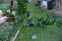 Eibennadeln und Knospen