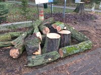 Gleditschie