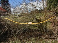Eibe mit Rohhautbacking