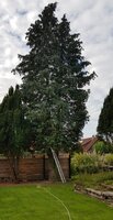 Thuja 1.jpg