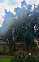 Thuja 2.jpg