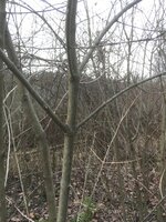 H. Habitat.jpg