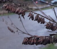 Frucht
