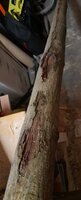 Schäden... das kommt davon wenn man &quot;mal fix in den Wald fährt, bevor es dunkel ist&quot;.