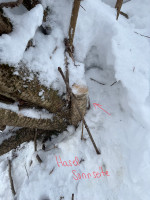 Hasel 3 Südseite