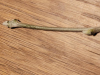 Knospe