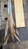 IMG_4156.jpeg