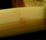 Markkanal_Ast (4).JPG