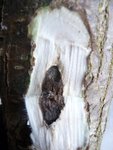 Sollte diese dunkelbraune Verfärbung unter der Borke auftauchen, ist der Baum nicht zum Bogenbau geeignet.