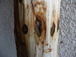 Ein fortgeschrittener Befall sieht so aus ... und der zieht sich über den ganzen Stamm.