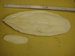 Sepiaschale - 10g bis 190g...