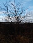 Bahndammprunus