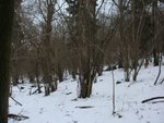 Wald
