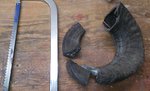 Das Schaf-Widder Horn (aus der Region) zerteilt