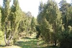 Wachholderwald5.jpg